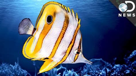 Sleep in fish .